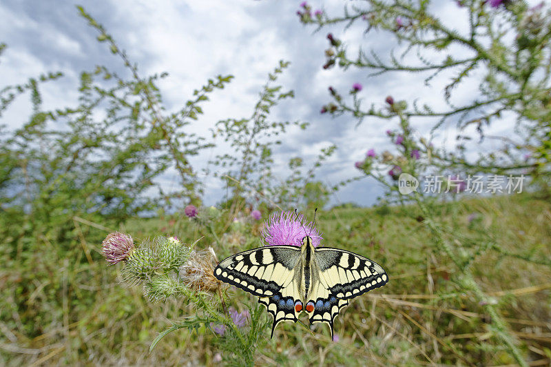 燕尾 (Papilio machaon)